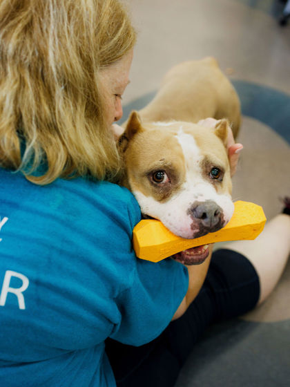 View Precious (in Foster) the Dog Photo #2