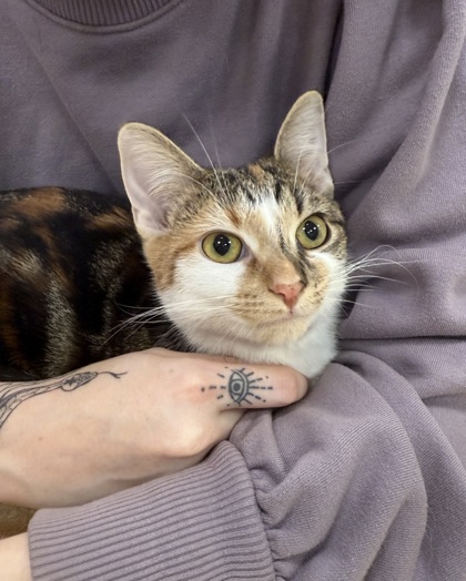 View Annie the Cat Photo #1