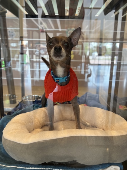 View Dorito the Dog Photo #2
