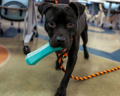 View Rowan the Dog Photo #1