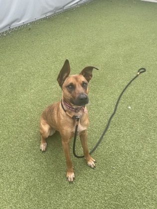ATHENA - Shepherd / Mix available for adoption