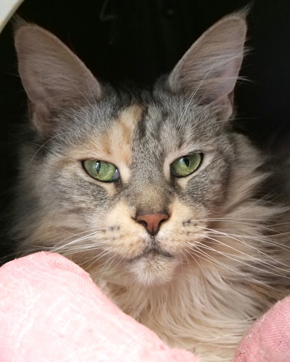 Learn More About Phoebe (bonded With Nyxie) Phoebe (Bonded with Nyxie)