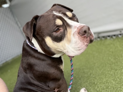 View Drizzie the Dog Photo #2