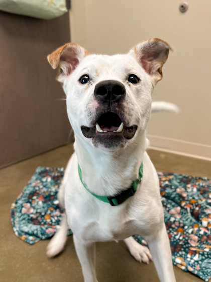 Dewy