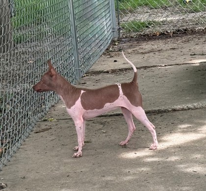 Dog