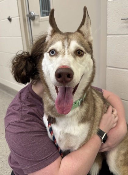 Learn More About Schatzi (in Foster) Photo of Schatzi (in foster)