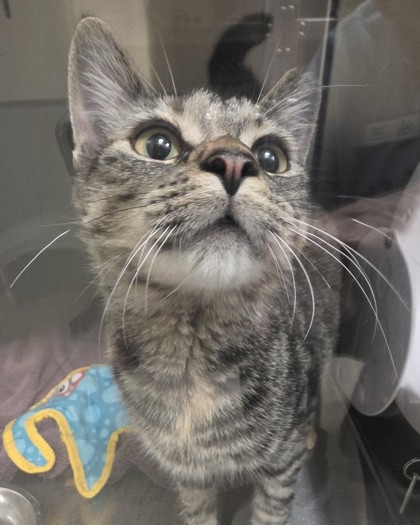 HONEY (AT PET SMART) - Domestic Shorthair / Mix available for adoption