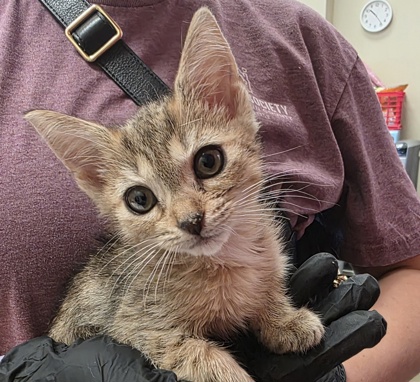 Photo of Maple
