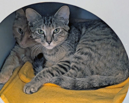 View Romaine the Cat Photo #1
