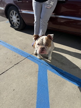 View Gen (in Foster) the Dog Photo #1