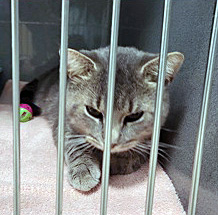 View Vlad the Cat Photo #1