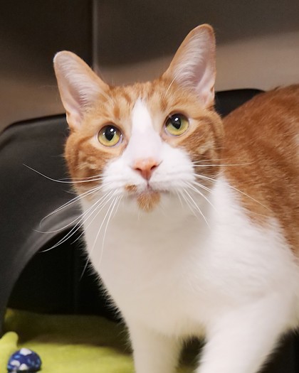 View October the Cat Photo #2