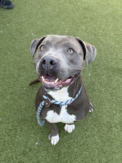 View Squirtle the Dog Photo #2