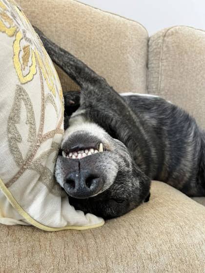 View Handsome (in Foster) the Dog Photo #1