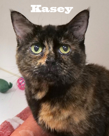 View Kalee (bonded With Kacey) the Cat Photo #2