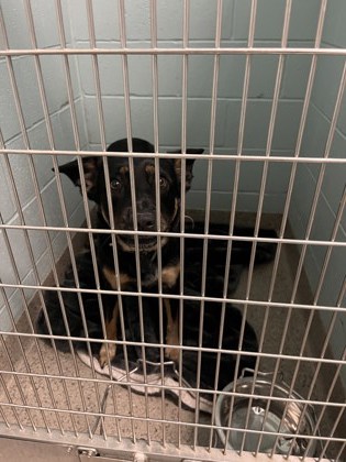 View Evie the Dog Photo #1