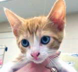 View Thor (Bonded With Charlie Horse) the Cat Photo #2