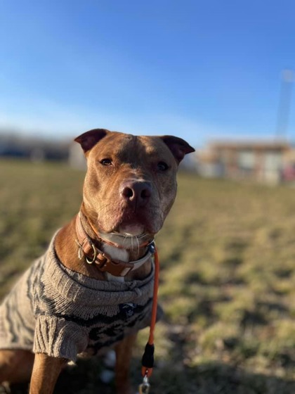 View Buddy Man the Dog Photo #2