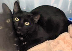 View Merida the Cat Photo #2