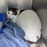 View Snowflake the Cat Photo #2