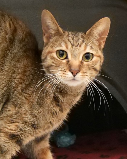 View Chai the Cat Photo #1