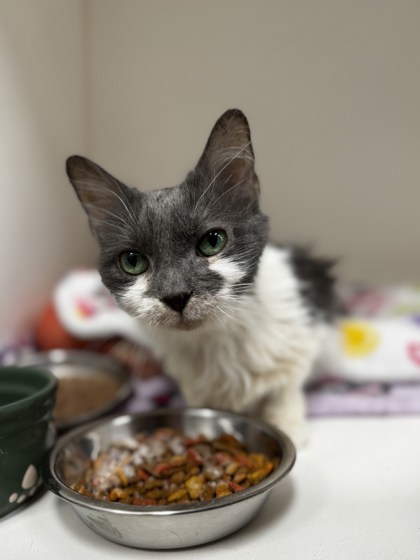 View Cal (in Foster) the Cat Photo #1