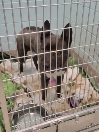 Help Rehome This Dog Dog