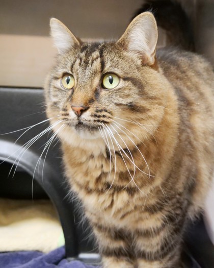 Learn More About Maximus Maximus