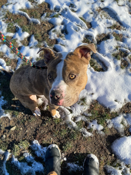 View Draco Malfoy the Dog Photo #2