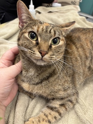 View Zoie the Cat Photo #2