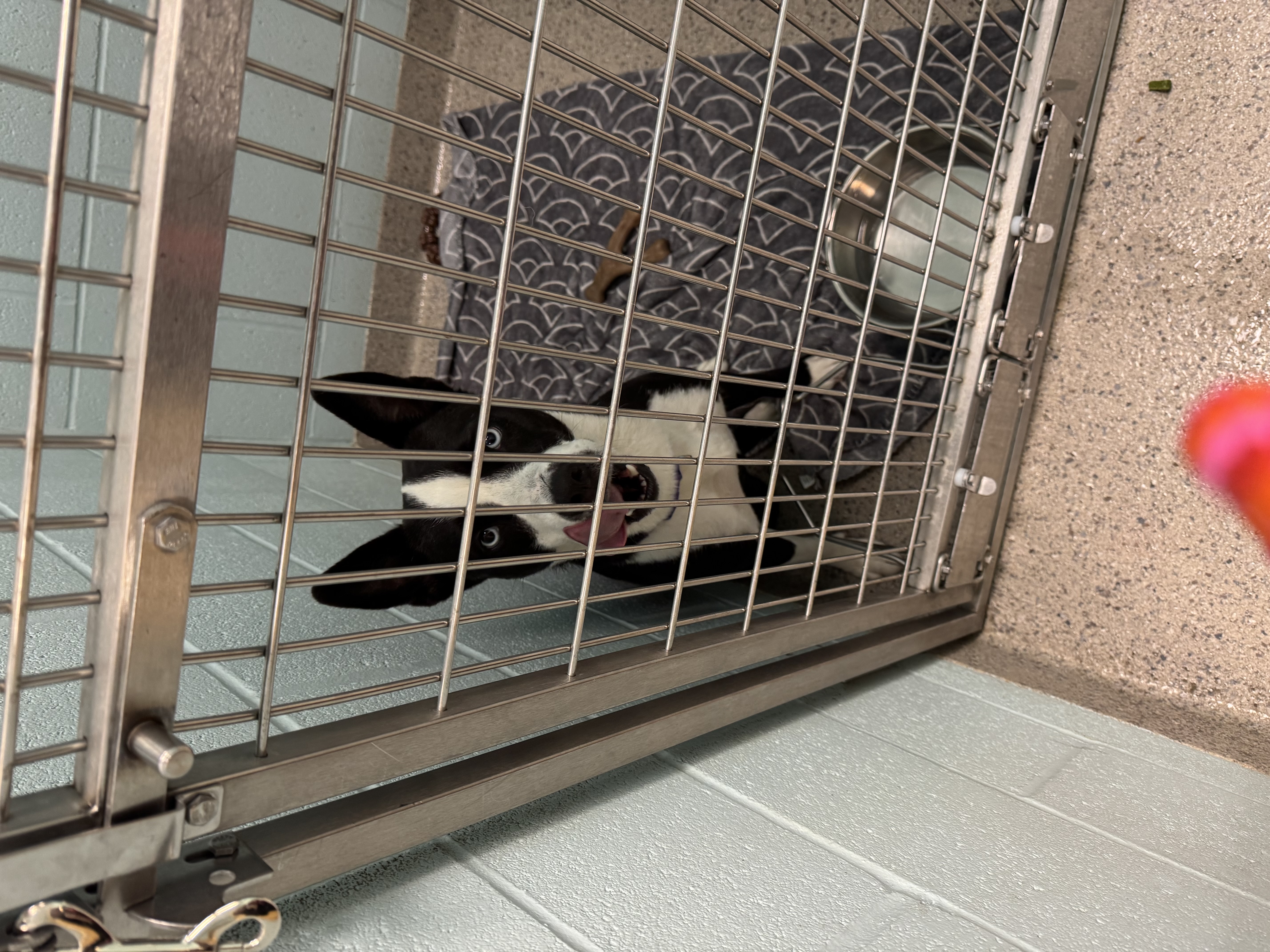 Help Rehome This Dog Dog