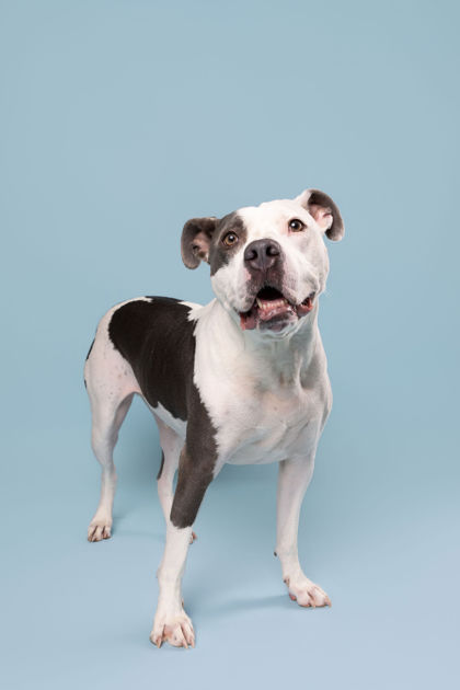 APOLLO - Pit Bull Terrier / Mix available for adoption