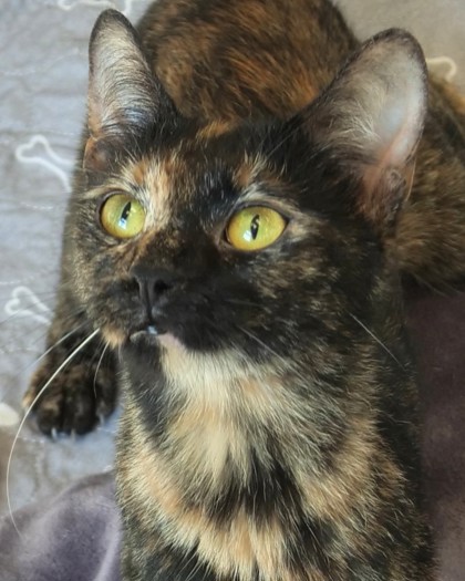 Photo of Luna Jean (Bonded to Daisy Jones)