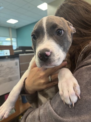 APPLE - Pit Bull Terrier / Mix available for adoption
