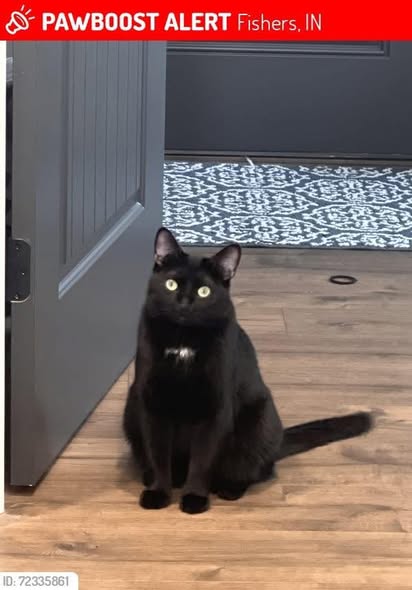 View Lost Cat Photo #1