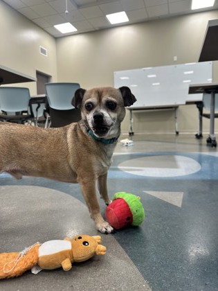 View Peter the Dog Photo #1