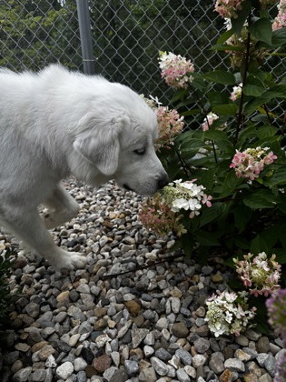 View Aurora the Dog Photo #3