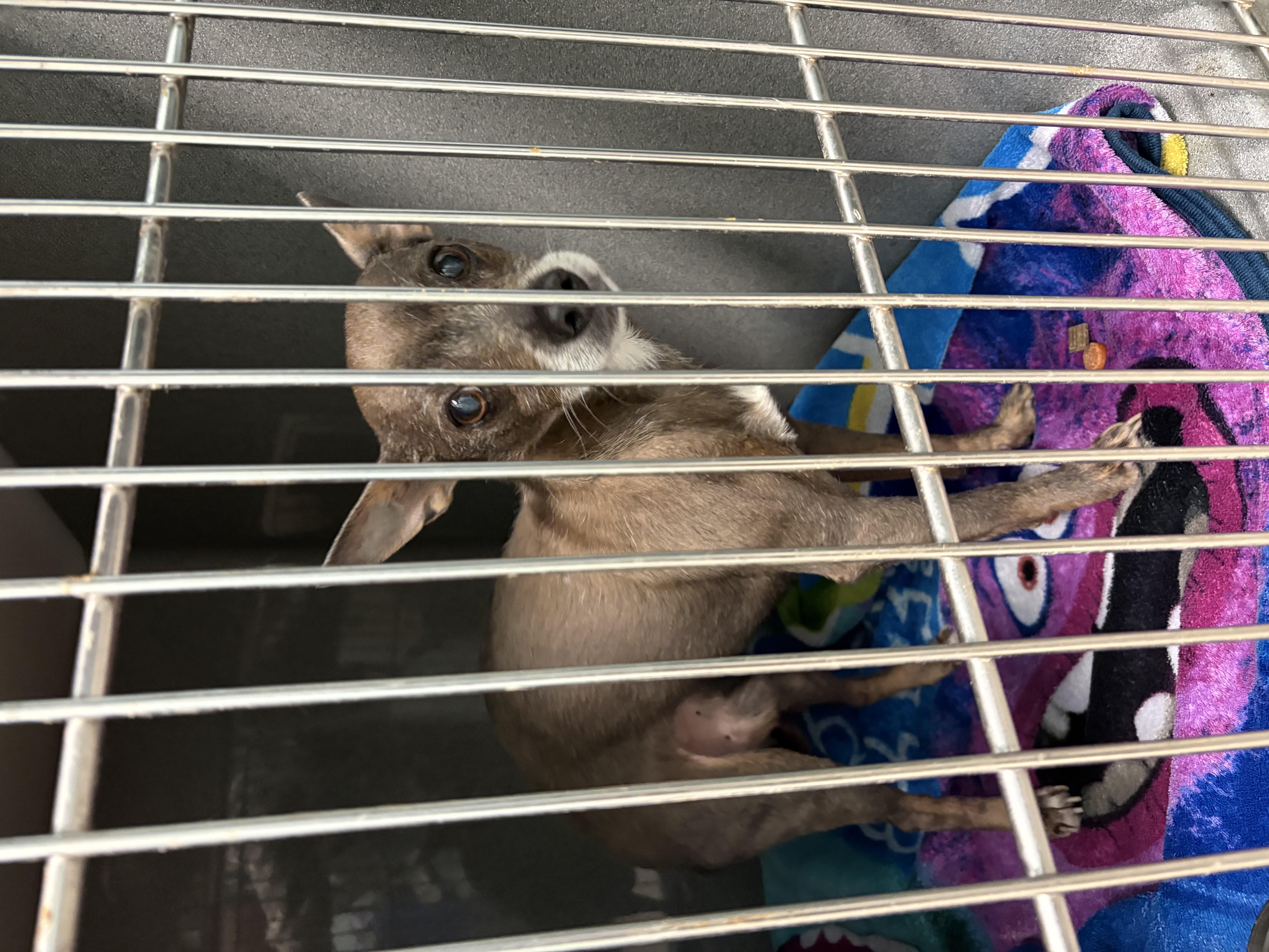 View Dorito the Dog Photo #1