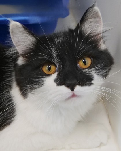 Mimi Girl (Bonded with Cici)