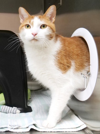 View Mort (In Foster) the Cat Photo #2