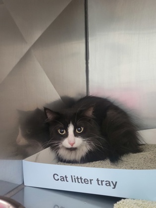 Help Rehome This Cat Cat
