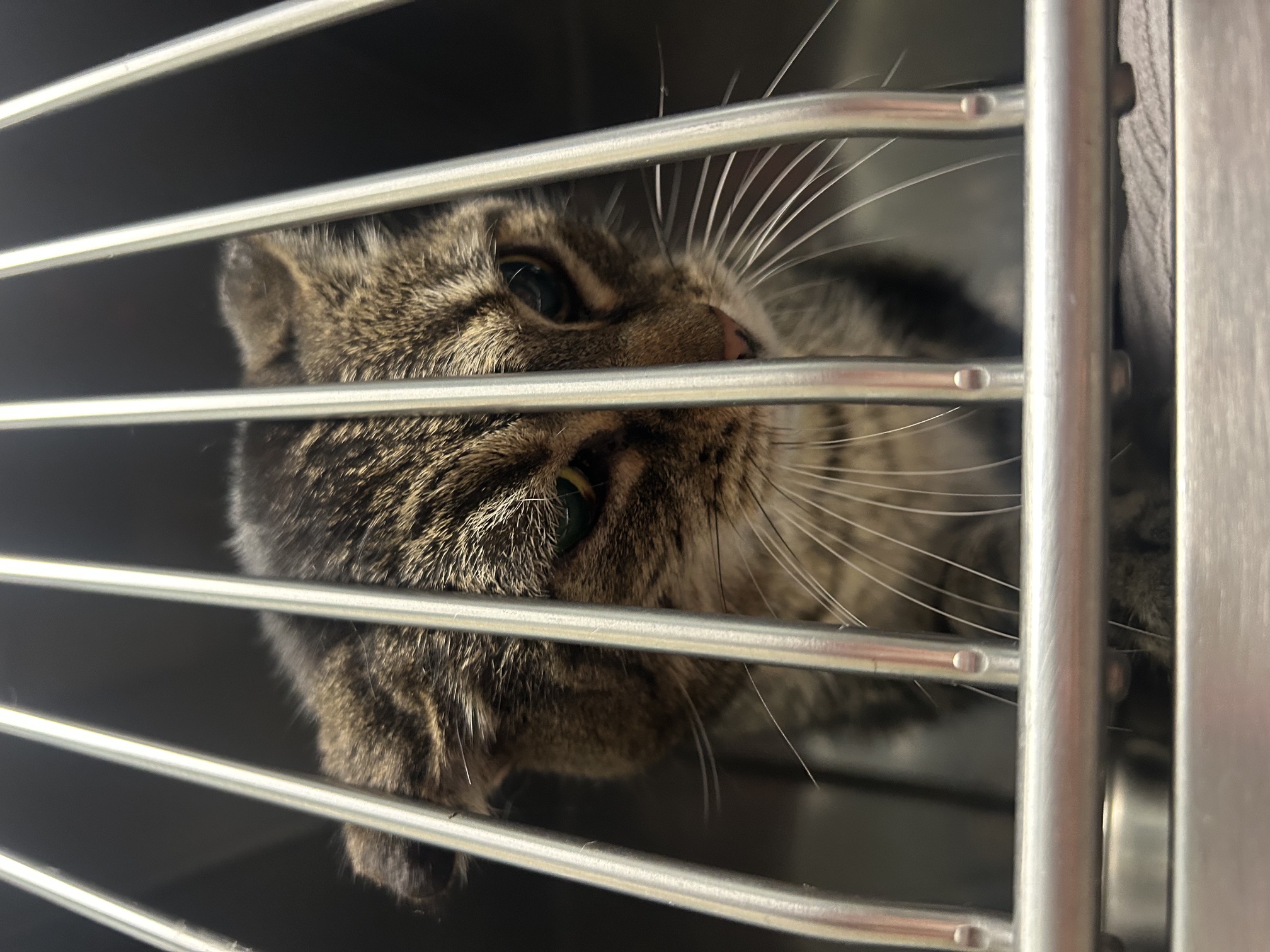 View Sir Nugget the Cat Photo #3