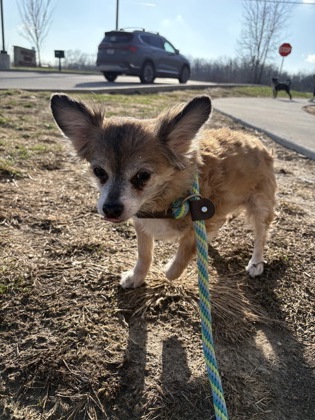 View Benedict the Dog Photo #1