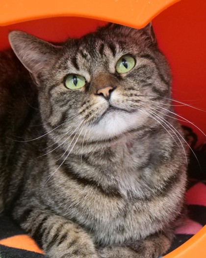 View Kit the Cat Photo #1