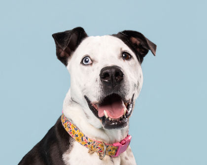 KODA BLUE - American Staffordshire Terrier / Catahoula Leopard dog available for adoption