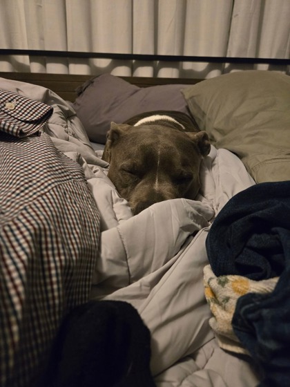 View Ford Ruff (in Foster) the Dog Photo #2