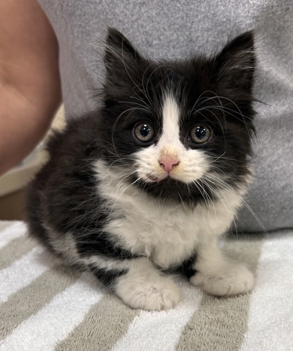 Photo of Echo