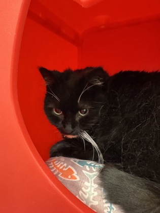 View Esmerelda (at Smitten Kitten) the Cat Photo #2