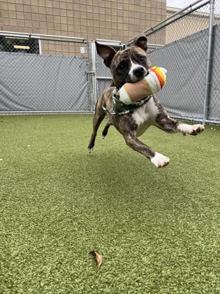 CANEK - Pit Bull Terrier / Mix available for adoption
