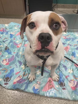 View Tink the Dog Photo #2